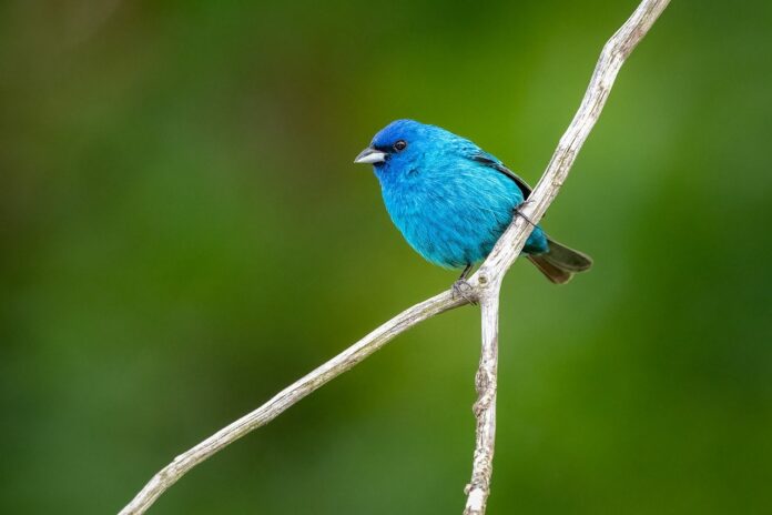 blue-bird-nature-8186653 blue, bird, nature-8186653.jpg