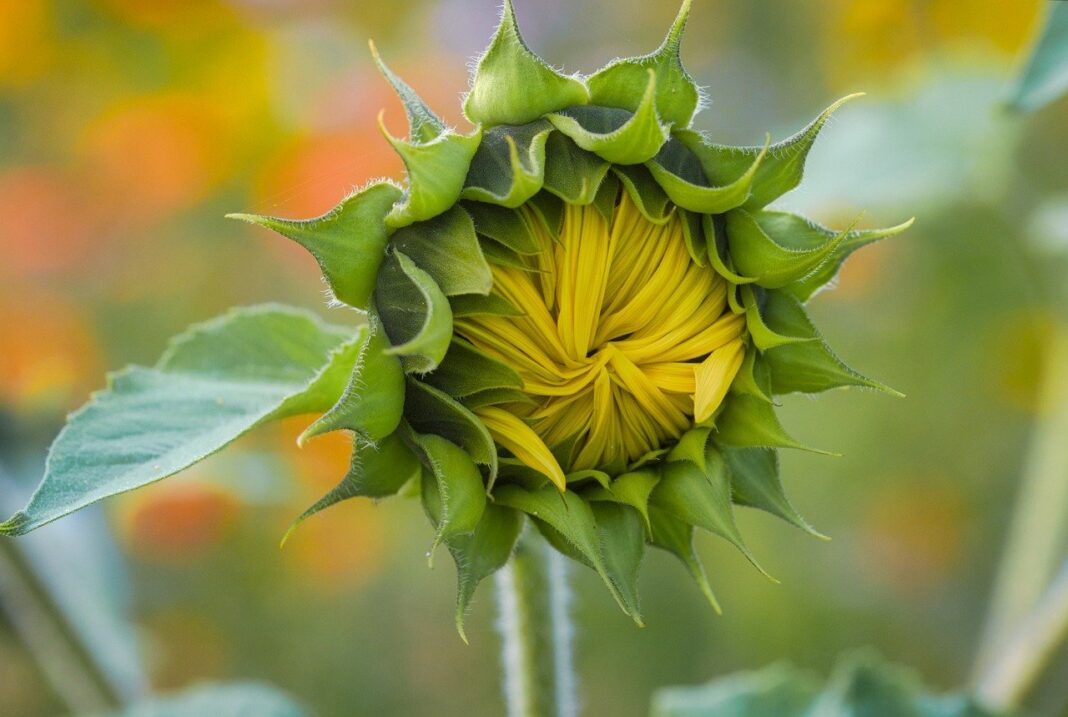 bokeh, nature, flora-8188214.jpg