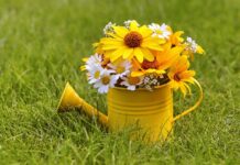 bouquet, free wallpaper, watering can-8216555.jpg