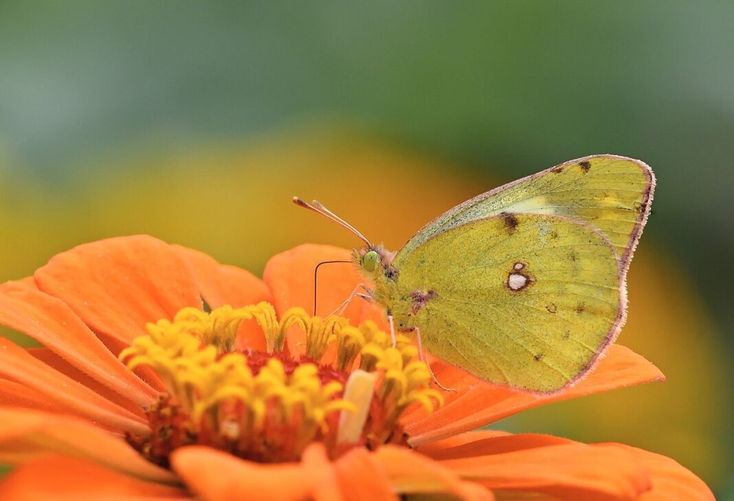 butterfly, white clover yellowling, beautiful flowers-8212451.jpg