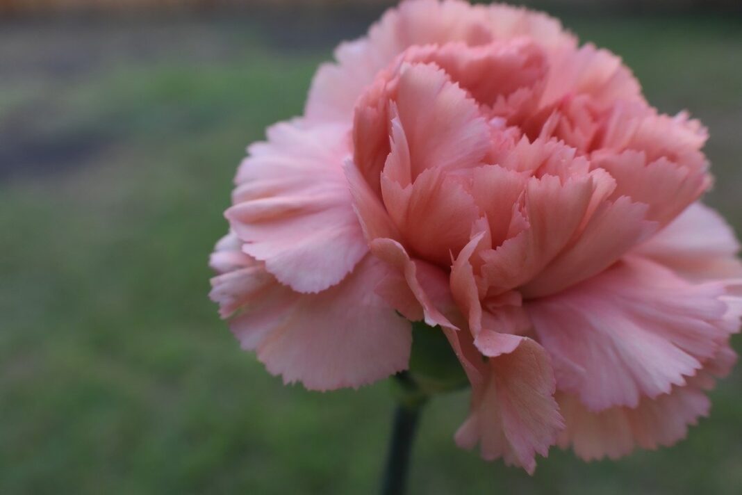 carnation, desktop backgrounds, free wallpaper-8156173.jpg