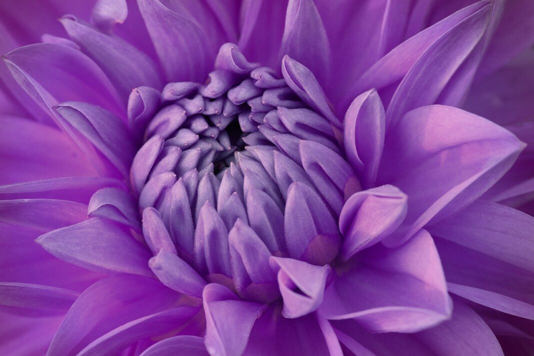 dahlia, beautiful wallpaper, lilac flower-8209085.jpg