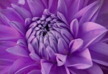 dahlia, beautiful wallpaper, lilac flower-8209085.jpg