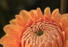 dahlia, flower, phone wallpaper-8197027.jpg