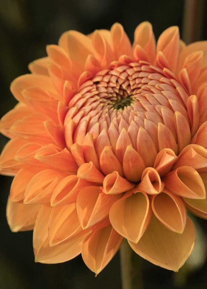 dahlia, flower, phone wallpaper-8197027.jpg