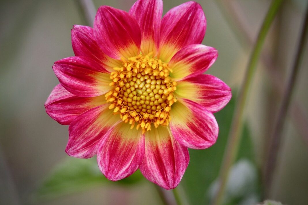 dahlia, flower wallpaper, dahlia flower-8187053.jpg