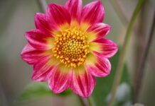 dahlia, flower wallpaper, dahlia flower-8187053.jpg