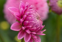 dahlia, flower wallpaper, flower-8190508.jpg