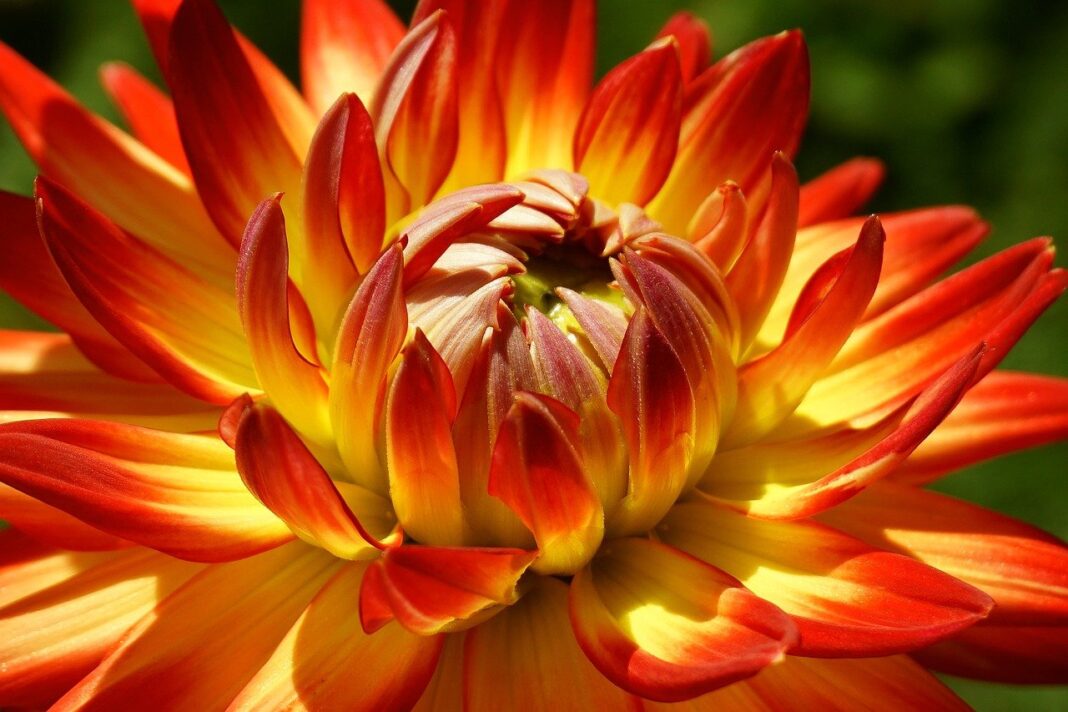 dahlia, nature wallpaper, flower-8187163.jpg