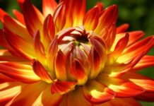 dahlia, nature wallpaper, flower-8187163.jpg