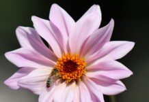 floral background, bee, pink flower-8203458.jpg