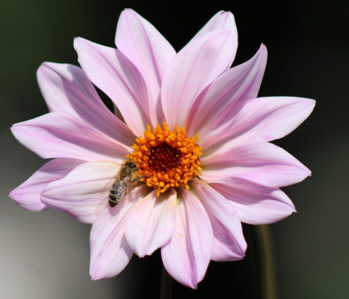 floral-background-bee-pink-flower-8203458 floral background, bee, pink flower-8203458.jpg