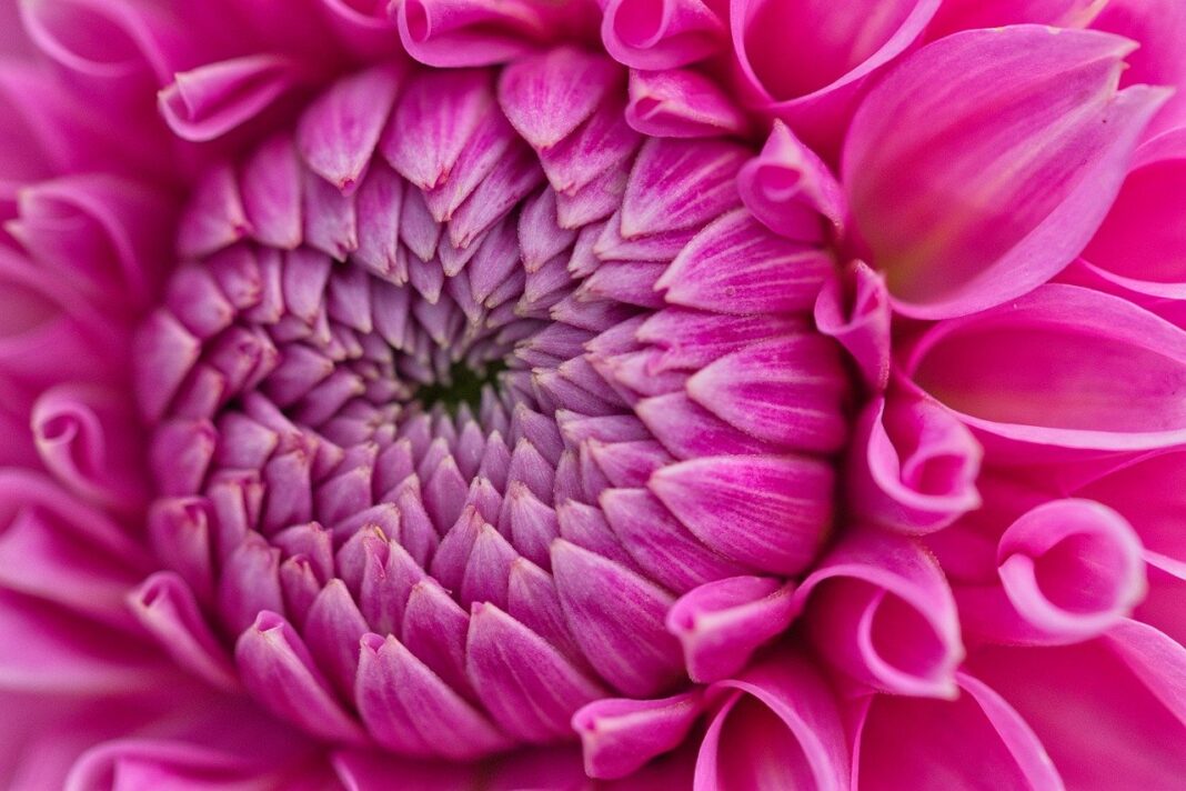 flower, mac wallpaper, dahlia-8200546.jpg