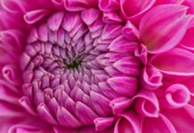 flower, mac wallpaper, dahlia-8200546.jpg