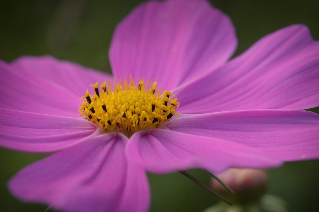 garden cosmos, flower, plant-8188235.jpg