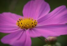 garden cosmos, flower, plant-8188235.jpg