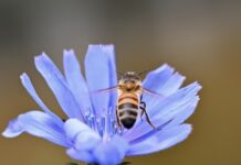 insect, hover fly, blossom-8191209.jpg