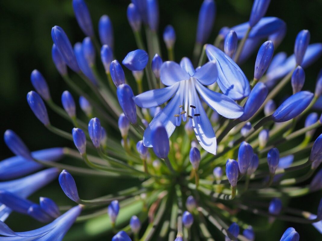 lily, blossom, bloom-8188481.jpg
