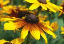 rudbeckia, echinacea, flower wallpaper-8208996.jpg