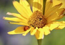 sun eye, ladybug, insect-8187050.jpg