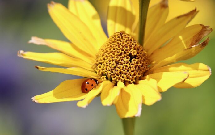sun eye, ladybug, insect-8187050.jpg