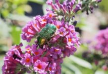 buddleia, rose beetle, insect-8233639.jpg