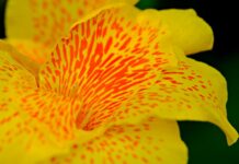 canna, wallpaper hd, flower background-8228069.jpg