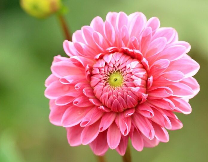 dahlia, flower, beautiful flowers-8229273.jpg