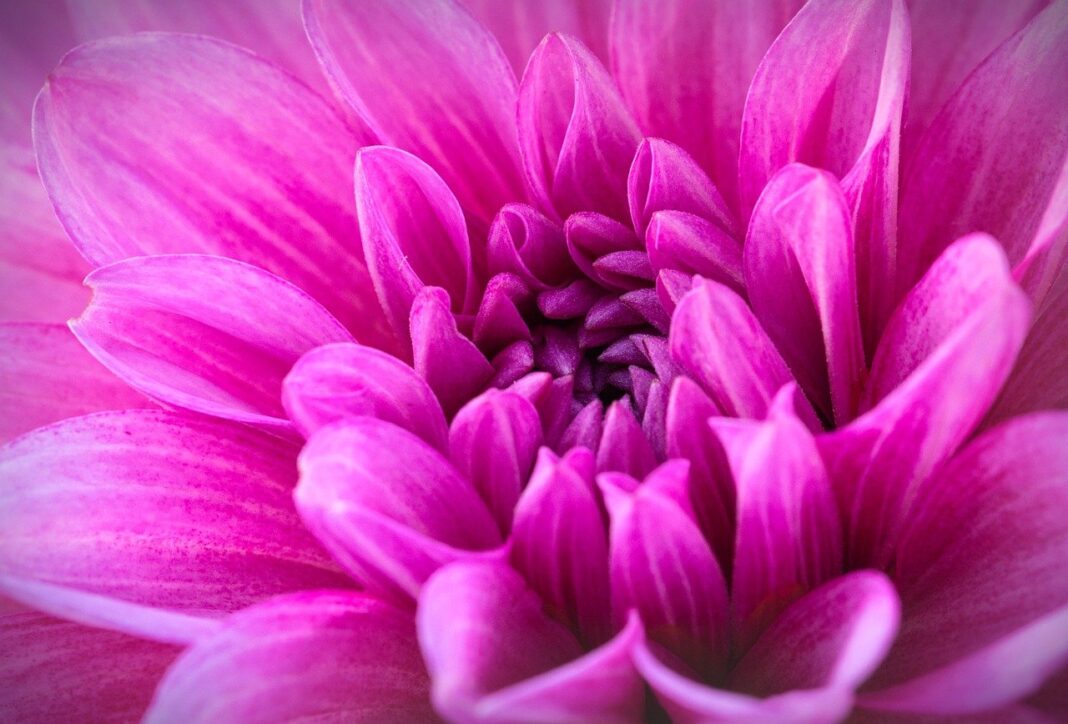 dahlia, flower, plant-8243534.jpg