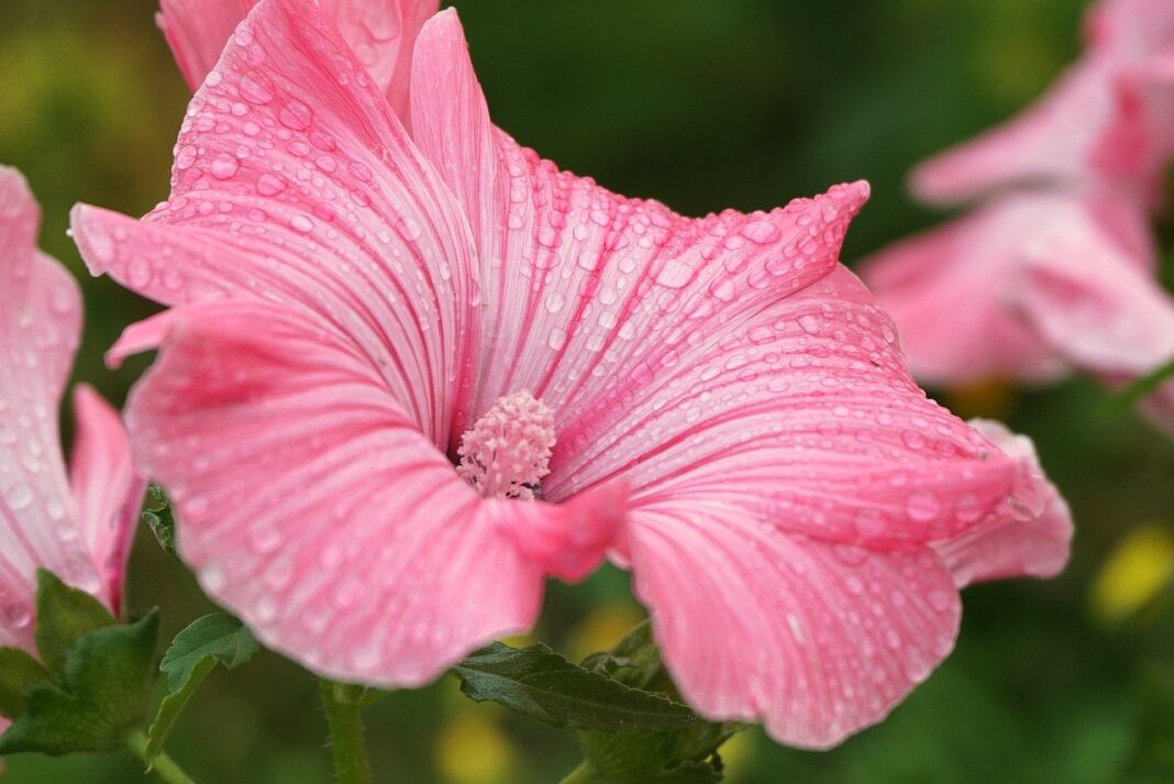 flower, mallow, desktop backgrounds-8263229.jpg