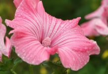 flower, mallow, desktop backgrounds-8263229.jpg