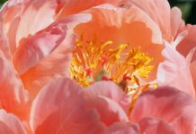 flower, peony, plants-8236869.jpg