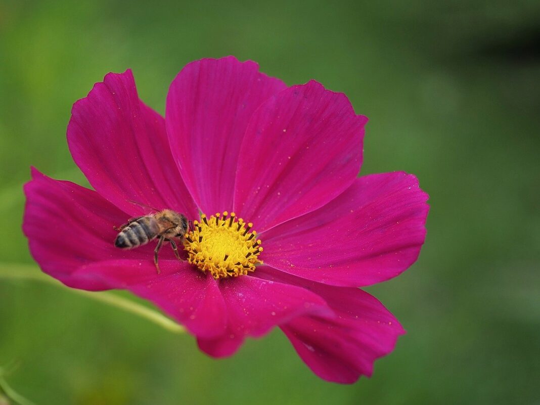 garden cosmos, honey bee, bumblebee-8219905.jpg
