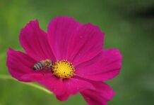 garden cosmos, honey bee, hd wallpaper-8219905.jpg