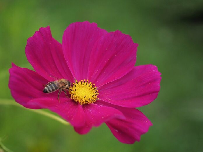 garden-cosmos-honey-bee-hd-wallpaper-8219905 garden cosmos, honey bee, hd wallpaper-8219905.jpg
