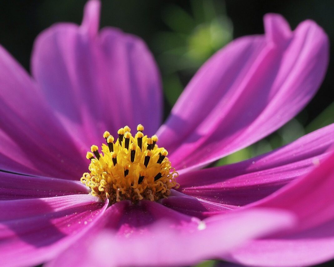 garden cosmos, pink flower, flower-8253186.jpg