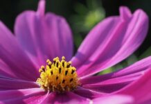 garden cosmos, pink flower, flower-8253186.jpg