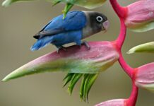 lovebird, bird, animal-8244066.jpg