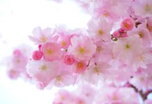 pink, cherry blossoms, flowers-324175.jpg