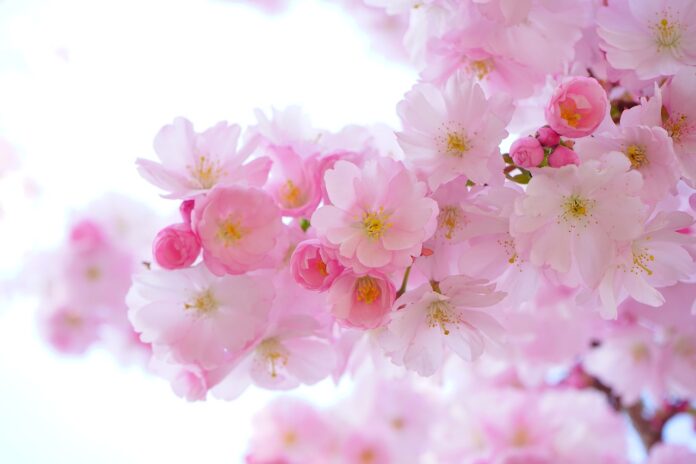 pink-cherry-blossoms-flowers-324175 pink, cherry blossoms, flowers-324175.jpg