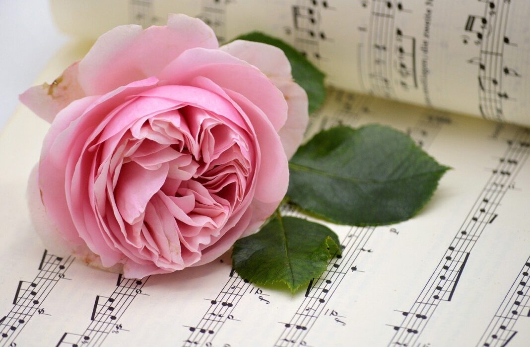 rose, pink rose, sheet music-8252873.jpg