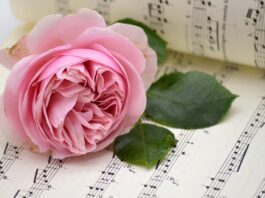 rose, pink rose, sheet music-8252873.jpg