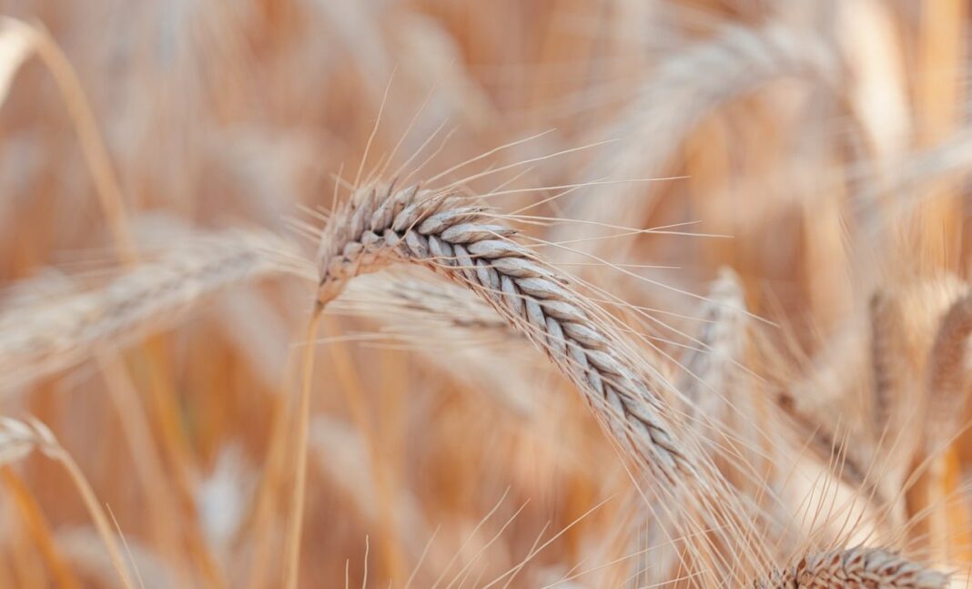 wheat, crop, grain-8243643.jpg