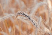 wheat, crop, grain-8243643.jpg