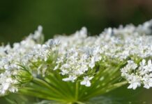 white flower, flower, plant-8240350.jpg