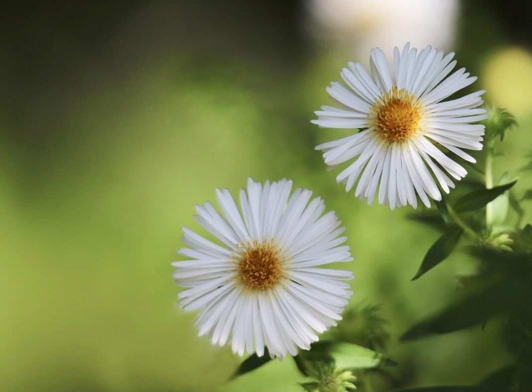 asters, beautiful flowers, aster blossom-8285071.jpg