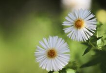 asters, beautiful flowers, aster blossom-8285071.jpg