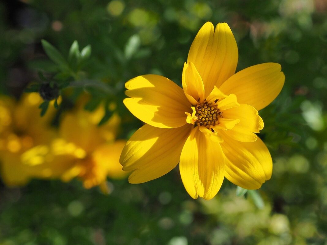 blossoms, yellow, annual-8334806.jpg