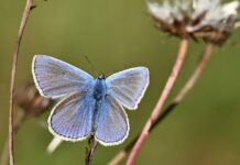 common blue, butterfly, insect-8285440.jpg