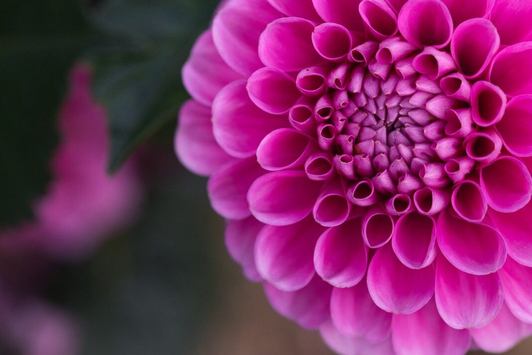 dahlia, flower, 4k wallpaper-8284383.jpg